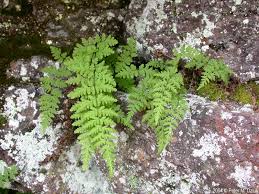 Attēlu rezultāti vaicājumam “Cystopteris fragilis”
