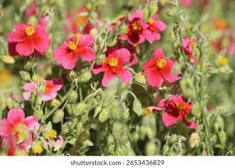 Attēlu rezultāti vaicājumam “Helianthemum nummularium”