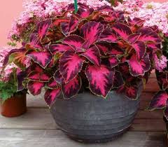 Attēlu rezultāti vaicājumam “Erysimum hieracifolium flower”