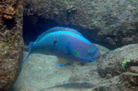 Image result for Chlorurus perspicillatus