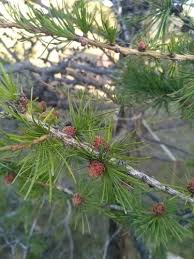 Attēlu rezultāti vaicājumam “Larix sibirica”