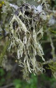 Attēlu rezultāti vaicājumam “Ramalina calicaris”