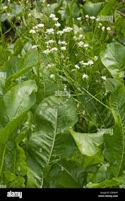 Attēlu rezultāti vaicājumam “Armoracia rusticana”