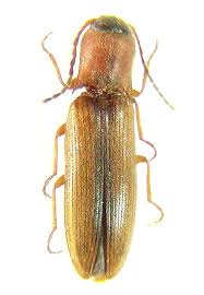 Attēlu rezultāti vaicājumam “Dalopius marginatus”