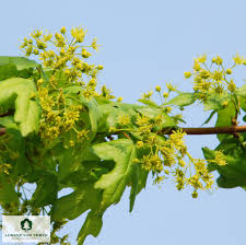 Attēlu rezultāti vaicājumam “Acer campestre flower”