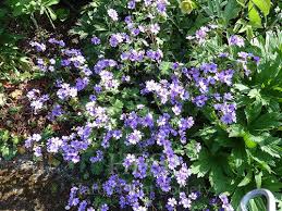 Attēlu rezultāti vaicājumam “Geranium pyrenaicum leaf”
