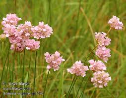 Attēlu rezultāti vaicājumam “Armeria vulgaris”