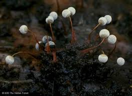 Attēlu rezultāti vaicājumam “Physarum murinum stalked”