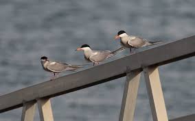 Attēlu rezultāti vaicājumam “Sterna hirundo”