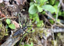 Attēlu rezultāti vaicājumam “Monochamus urussovi”