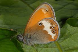 Attēlu rezultāti vaicājumam “Coenonympha arcania”