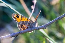 Attēlu rezultāti vaicājumam “Lasiommata megera female”