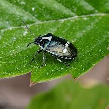 Attēlu rezultāti vaicājumam “Eurydema oleracea”