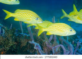 Image result for Haemulon flavolineatum