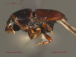 Attēlu rezultāti vaicājumam “Scolytus scolytus, Scolytus multistriatus”