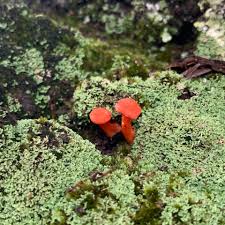 Attēlu rezultāti vaicājumam “Clavulina amethystina”