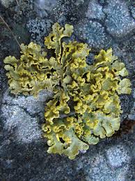 Attēlu rezultāti vaicājumam “Vulpicida pinastri”