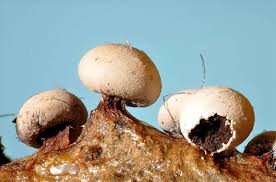 Attēlu rezultāti vaicājumam “Diderma deplanatum”