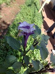 Image result for beladona