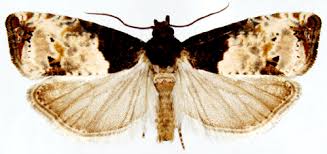 Attēlu rezultāti vaicājumam “Notocelia roborana”