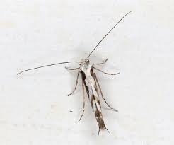 Attēlu rezultāti vaicājumam “Lyonetia prunifoliella”