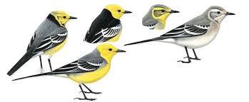 Attēlu rezultāti vaicājumam “Motacilla citreola”