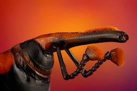 Attēlu rezultāti vaicājumam “Cribraria cancellata young”