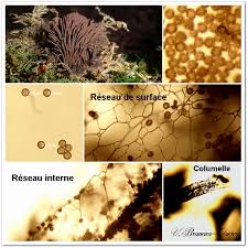 Attēlu rezultāti vaicājumam “Stemonitopsis aequalis var. microspora macro”