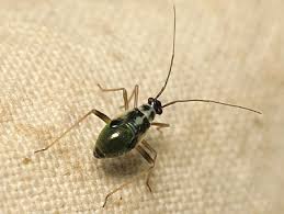 Attēlu rezultāti vaicājumam “Grypocoris sexguttatus”