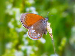 Attēlu rezultāti vaicājumam “Coenonympha glycerion”