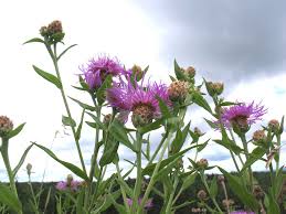 Image result for Centaurea nigra