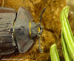 Attēlu rezultāti vaicājumam “Peltis grossa”