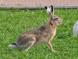 Attēlu rezultāti vaicājumam “Lepus europaeus”