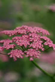 Image result for Pimpinella major