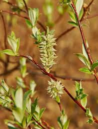 Attēlu rezultāti vaicājumam “Salix lapponum”