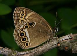 Attēlu rezultāti vaicājumam “Lopinga achine”