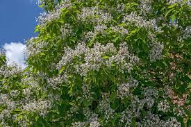 Attēlu rezultāti vaicājumam “Catalpa ovata”