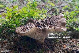 Attēlu rezultāti vaicājumam “Sarcodon imbricatum”