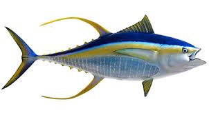 Image result for Thunnus albacares