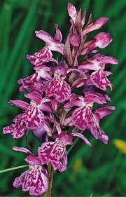 Attēlu rezultāti vaicājumam “Dactylorhiza maculata leaf”