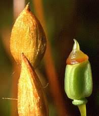 Attēlu rezultāti vaicājumam “Polytrichum commune sporophyte”