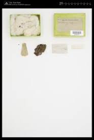 Attēlu rezultāti vaicājumam “Pleurococcus vulgaris”