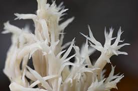 Attēlu rezultāti vaicājumam “Clavulina coralloides”