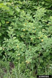 Image result for Colutea arborescens
