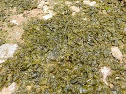 Attēlu rezultāti vaicājumam “Nostoc commune”