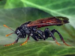 Attēlu rezultāti vaicājumam “Cimbex femoratus”