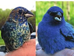 Image result for Passerina cyanea