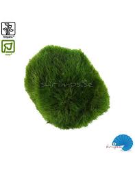 Imagini pentru Cladophora aegagropila