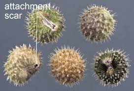 Attēlu rezultāti vaicājumam “Galium aparine fruit”