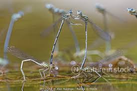 Attēlu rezultāti vaicājumam “Platycnemis pennipes”